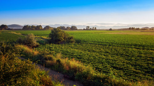 Scenic view of agricultural field against sky