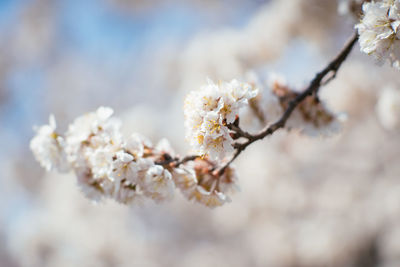 Close-up of white cherry blossom tree