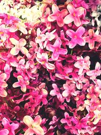 Full frame shot of pink flowers blooming outdoors