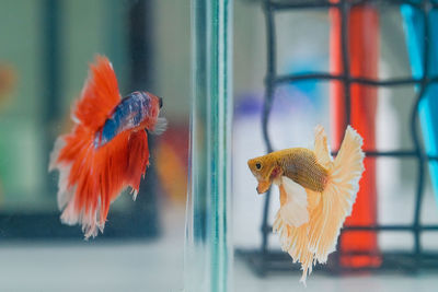 Close-up of birds in fish tank