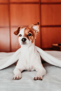 Portrait of dog sitting on bed