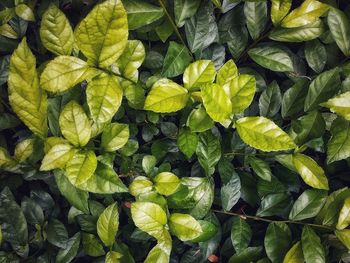 Full frame shot of green leaves