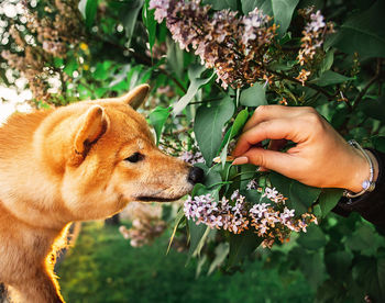 Midsection of person holding dog amidst flowering plants
