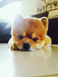 Portrait of cute dog
