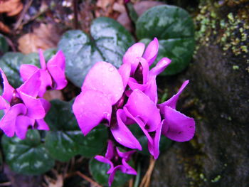 Close-up of pink flowers blooming outdoors