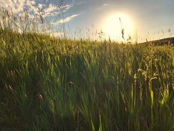 Crops growing on field against sky