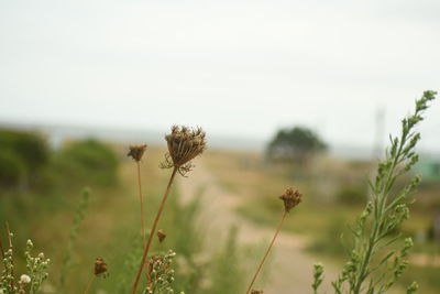 Close-up of wilted flower on field against sky