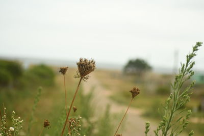 Close-up of wilted flower on field against sky