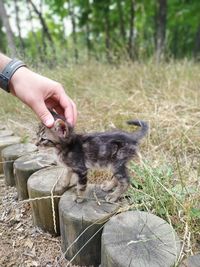 Human hand holding plant