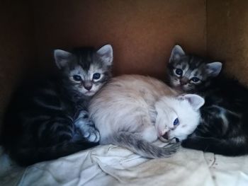 Portrait of kitten lying on floor