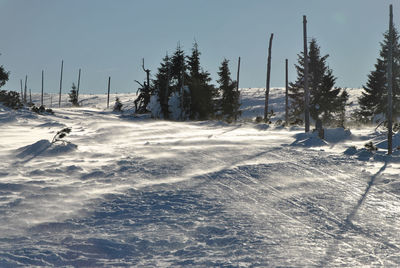 Trees against clear sky during winter