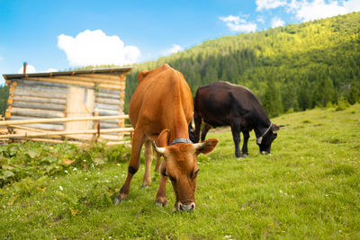 Horses grazing in a field