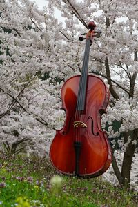 Cello guitar on grass against cherry blossom tree