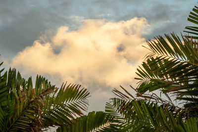 Low angle view of palm tree against sky