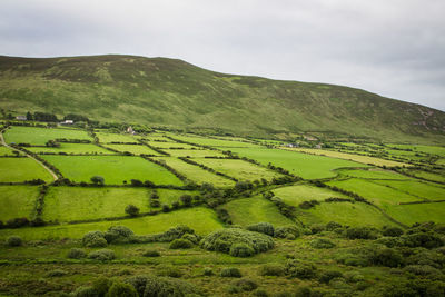 Scenic view of green landscape against sky