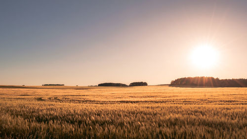 Scenic view of agricultural field against sky during sunset