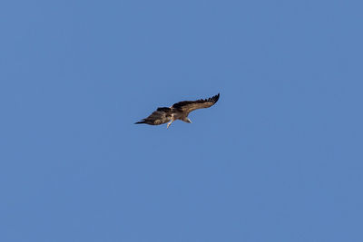 Low angle view of bird flying against clear blue sky