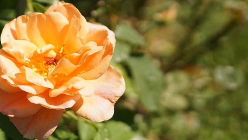 Close-up of pink rose