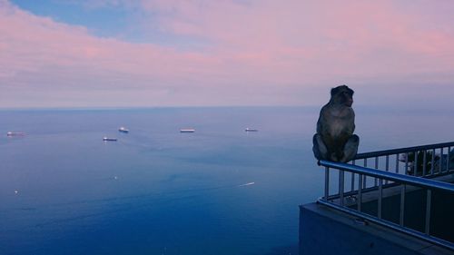 Birds perching on railing by sea against sky during sunset