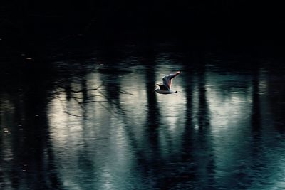 Ducks swimming in water