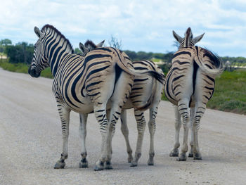 Zebras on zebra crossing