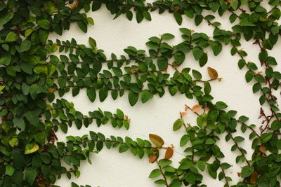 Ivy growing on wall