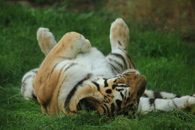 View of a cat resting on field