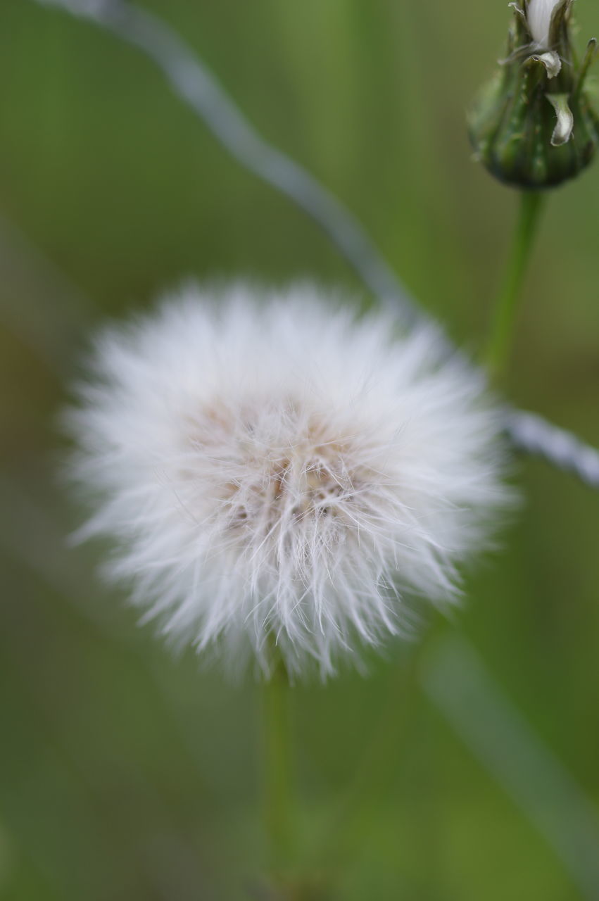 CLOSE-UP OF WHITE DANDELION