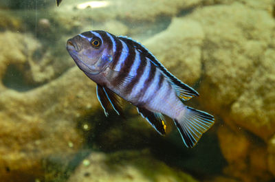 Close-up of fish swimming in sea