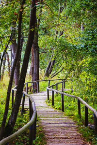 Wooden footbridge amidst trees in forest