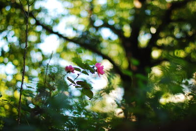 Flowers growing on tree