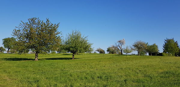 Trees on field against clear sky