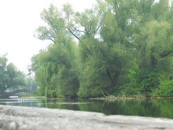 Scenic view of lake against trees