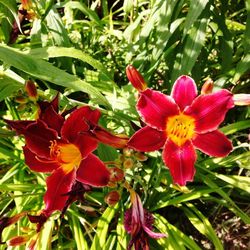 Close-up of red flower