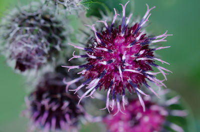 Close-up of pink flowers