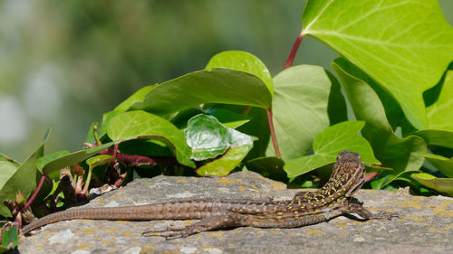 Close-up of lizard on leaf