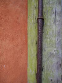 Close-up of green plant