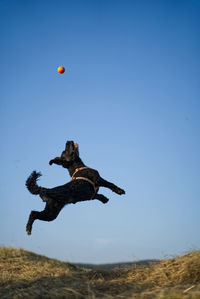Low angle view of kite flying on field against clear blue sky