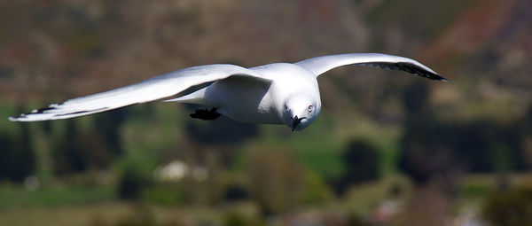 Close-up of seagull flying