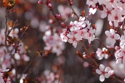 Close-up of pink cherry blossom