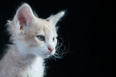 Close-up of cat looking away