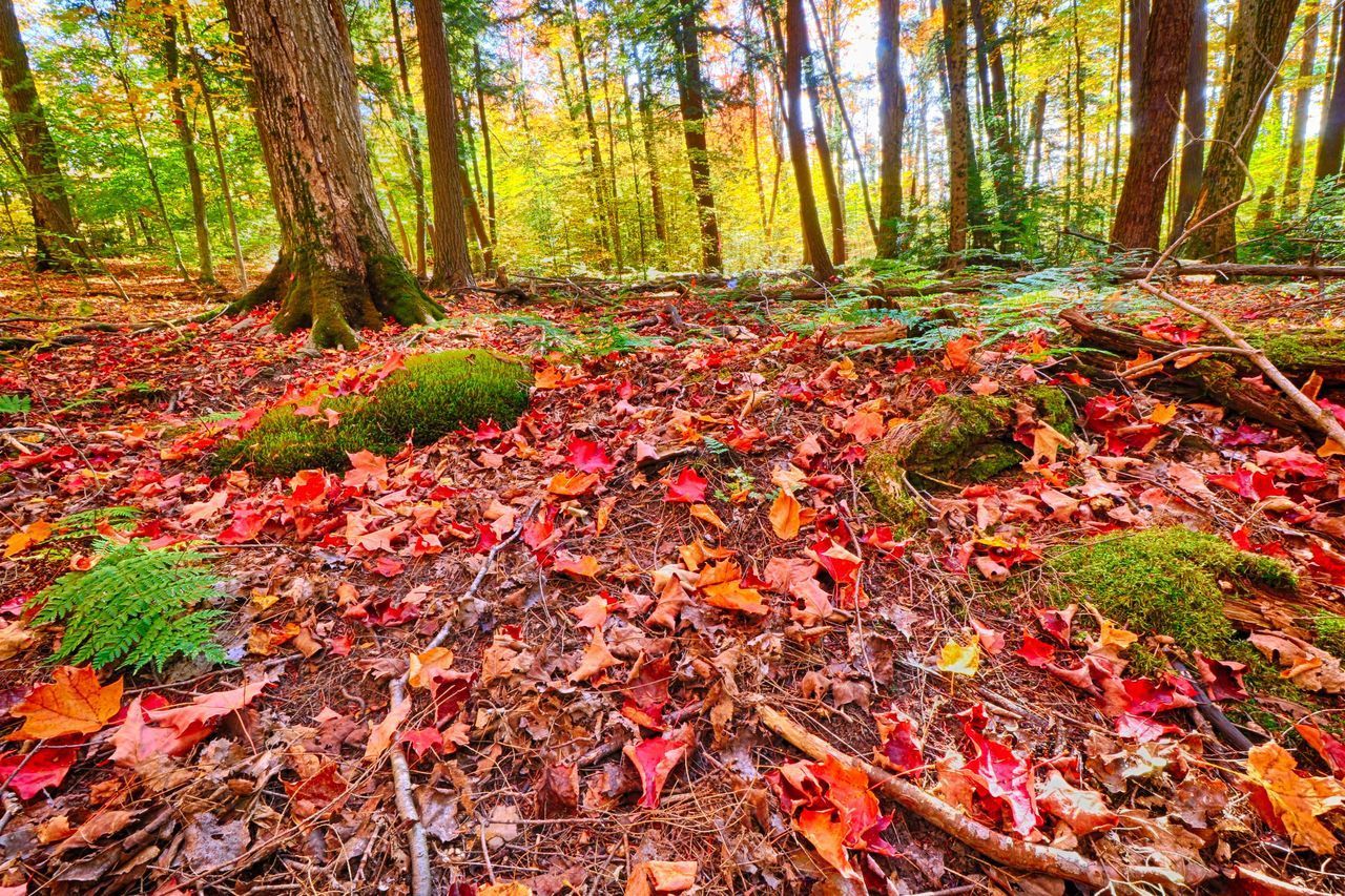 AUTUMN LEAVES ON TREES IN FOREST