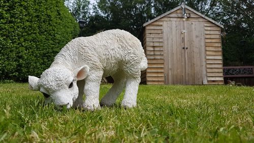 Sheep grazing in a field