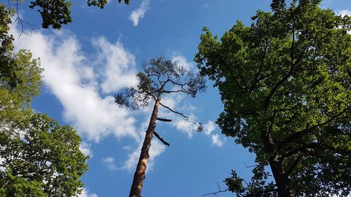 Low angle view of trees against sky