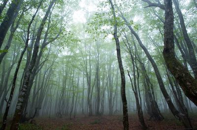 Trees in forest