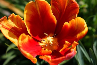 Close-up of orange flowering plant in park