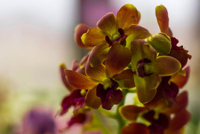 Close-up of orchids on plant