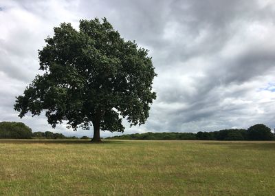 Tree on field against sky