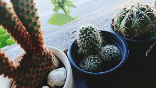 High angle view of potted plants on table