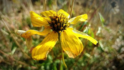 Close-up of yellow flowering plant